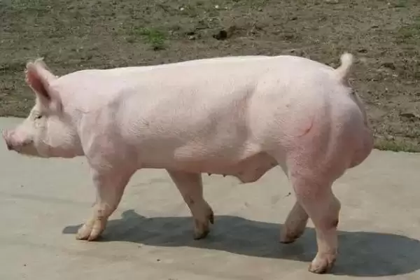 迷你猪到底会不会长大呢 ,迷你猪虽长得慢但最终也是会长大的插图4