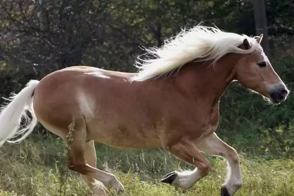 家畜饲养的情况,大多数企业都处于传统粗放型的发展状态插图5 家畜饲养的情况,大多数企业都处于传统粗放型的发展状态插图5