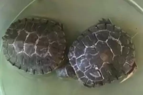 龟甲是乌龟的壳吗，是龟科动物乌龟的背甲及腹甲插图3