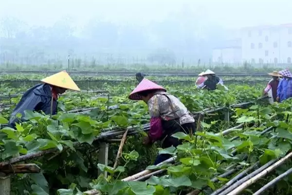 图片[5]-龙须菜的外观形态特征 ,龙须菜花朵和果实有何特点？-会东网
