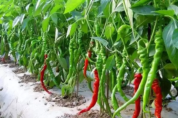 辣椒的种植时间 ,辣椒在春季和秋季种植有何不同?插图1 辣椒的种植时间 ,辣椒在春季和秋季种植有何不同?插图1