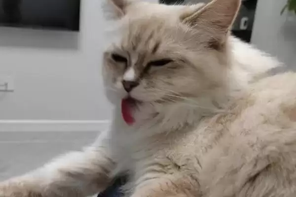 猫咪舔毛变得频繁是何原因 ,猫咪脏或焦虑等致舔毛变频繁插图1