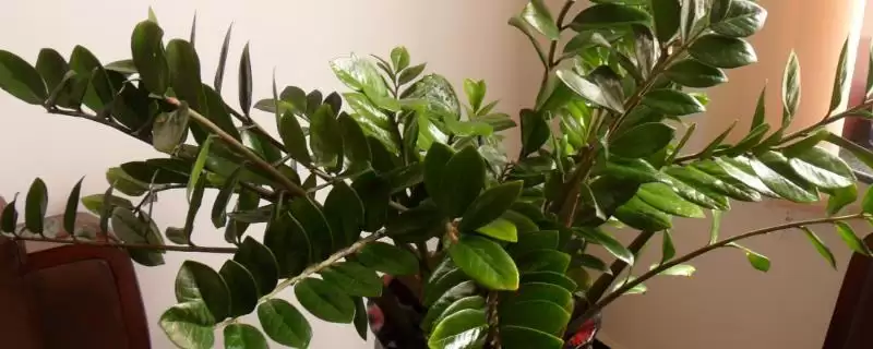 金钱树换盆后的浇水问题 ,金钱树换盆后要马上浇水吗-会东网