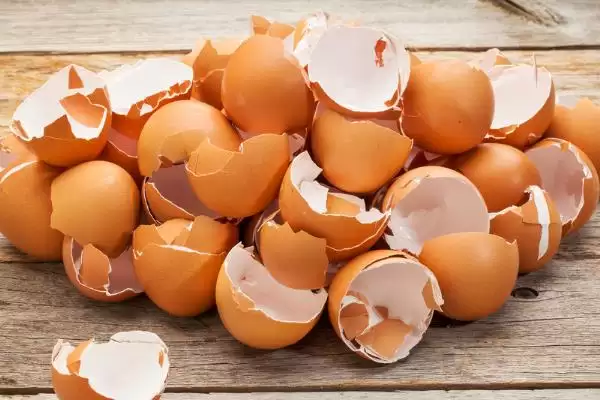 蛋鸡一天生多少个蛋,每天通常产1-2个蛋插图4 蛋鸡一天生多少个蛋,每天通常产1-2个蛋插图4