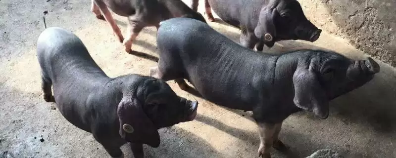 辨别太湖母猪外观的方法和重点？养猪要做好哪些品种识别细节？-会东网