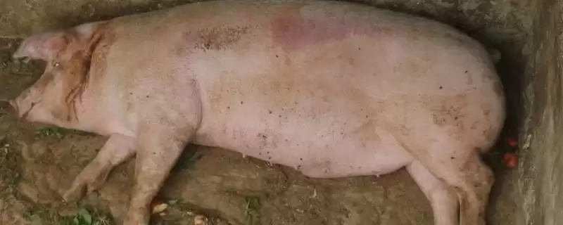 解决猪不吃食问题的方法和重点？养猪要做好哪些饮食管理细节？-会东网