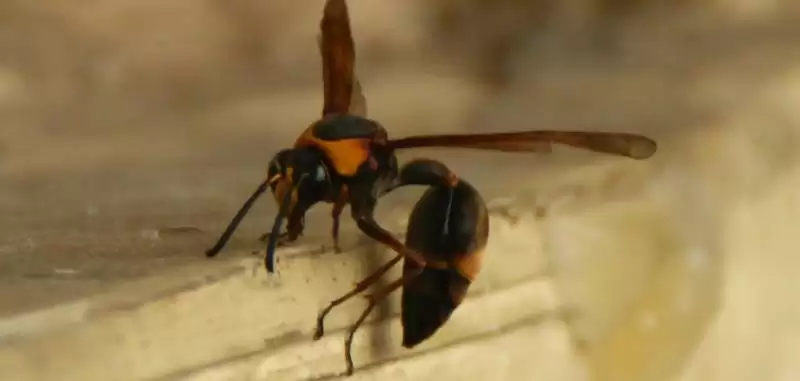 被土蜂蛰了怎么办，处理前要拔除毒针-会东网