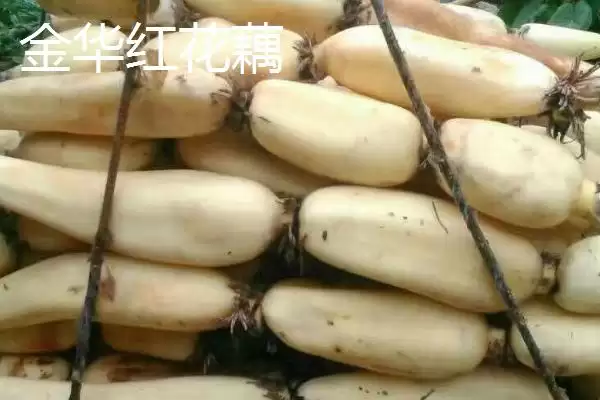图片[6]-莲藕的优质品种 ,有哪些好吃的莲藕品种推荐呢？-会东网