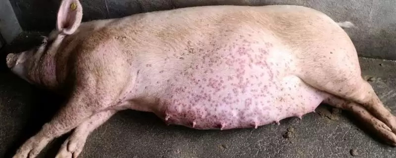探究猪身上出现红点原因的方法和重点?养猪要做好哪些皮肤健康细节?-会东网