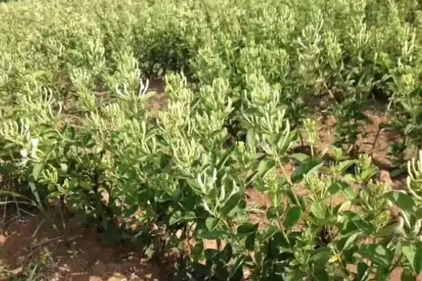 金银花的种植技术 ,金银花有哪些繁殖种植技术插图1