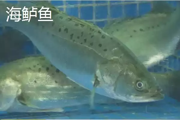 图片[4]-海水鱼养殖福音：大黄鱼和海鲈鱼等好养鱼种介绍-会东网