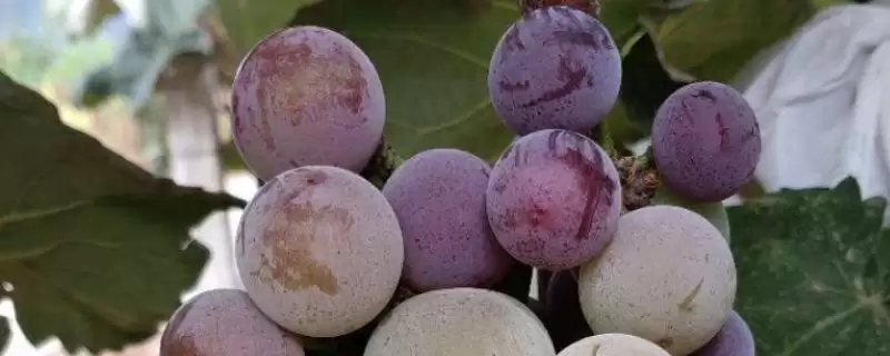 夏红蜜葡萄品种特点的要点和解读？解读夏红蜜葡萄品种需注意什么？-会东网