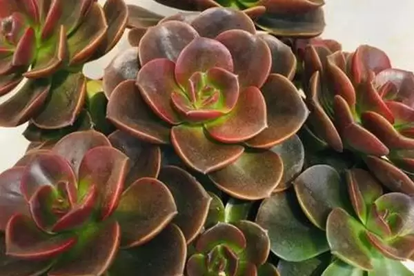 巧克力多肉盆栽注意事项?插图2 巧克力多肉盆栽注意事项?插图2