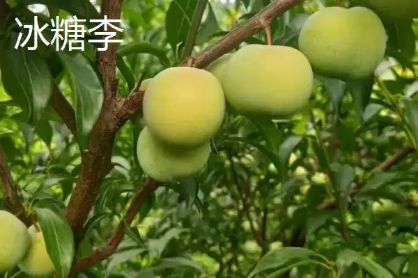 图片[8]-最大的李子品种，目前我国最大李子品种是黑巨王李子-会东网