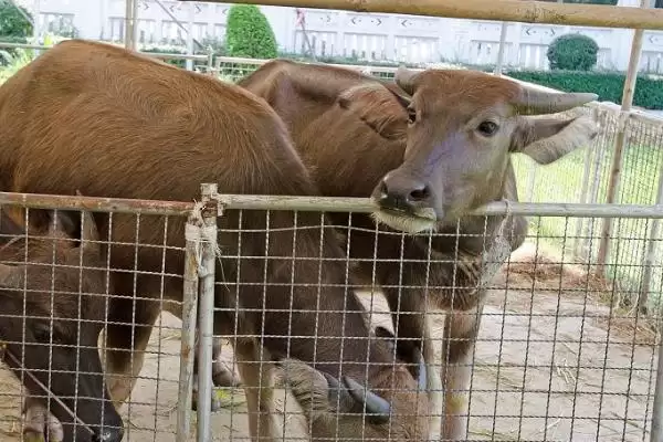 牛的交配方式大盘点:自然交配与分群交配等的奥秘插图4 牛的交配方式大盘点:自然交配与分群交配等的奥秘插图4
