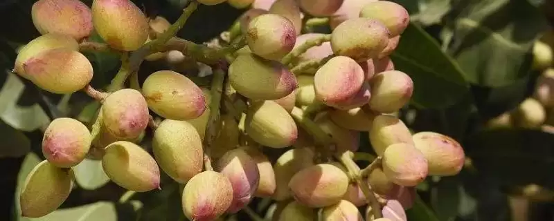 开心果的优质品种 ,哪些开心果品种经济价值较高呢？-会东网