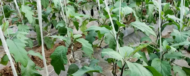 茄子复合肥使用技巧:每20天左右追肥一次的频率-会东网