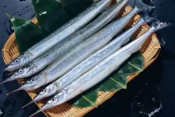 图片[4]-青岛刀鱼价格现状：市场上刀鱼为何都是死的及价格情况-会东网