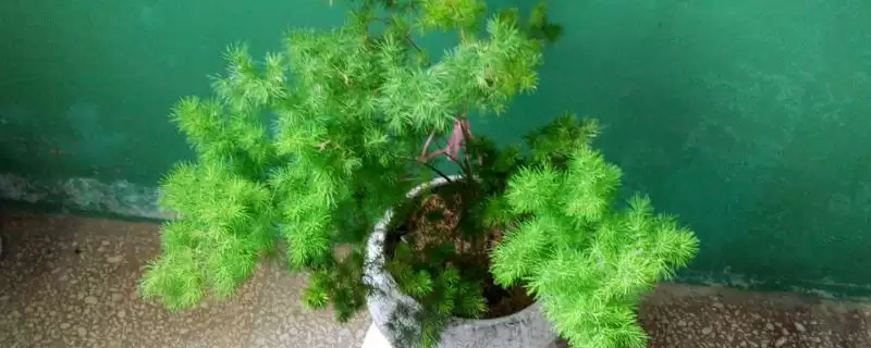 蓬莱松简介：多年生常绿草本植物的独特魅力-会东网