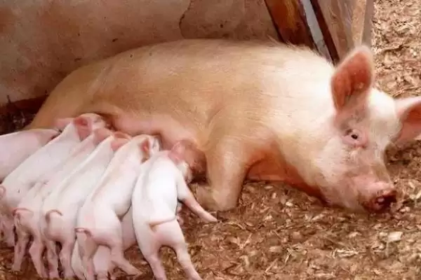 母猪炎症需要使用什么药物呢,母猪炎症可用土霉素、青链霉素和林可霉素插图2