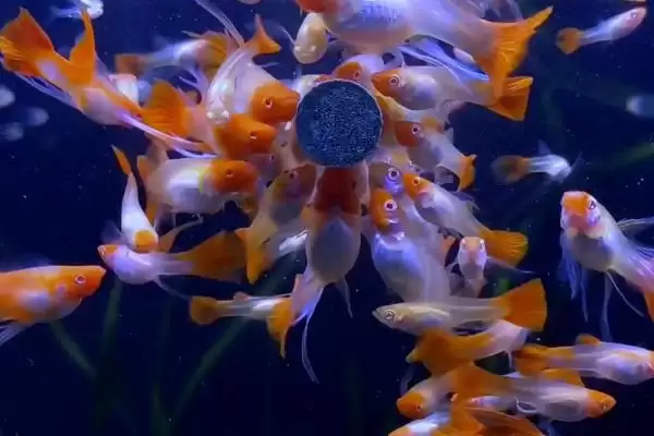 图片[2]-孔雀鱼颜色变浅的原因 ,水温水质如何影响孔雀鱼颜色？-会东网