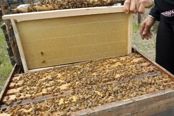 盗蜂的处理方法,需及时处理插图4 盗蜂的处理方法,需及时处理插图4