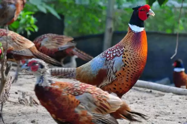 评估养殖七彩山鸡可行性的方法和重点?养鸡要做好哪些项目评估?插图2 评估养殖七彩山鸡可行性的方法和重点?养鸡要做好哪些项目评估?插图2