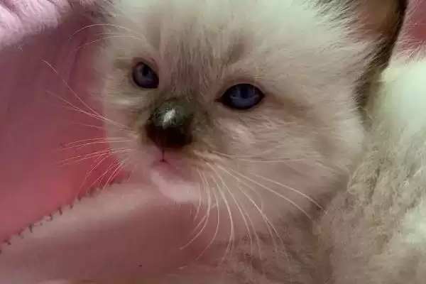 图片[3]-猫视网膜萎缩有哪些症状表现 ,猫视网膜萎缩最终会导致失明-会东网