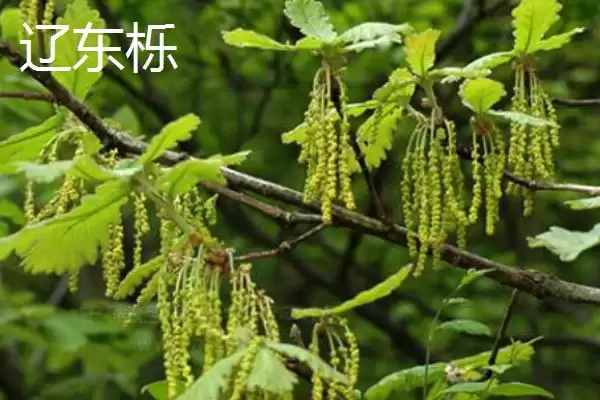 图片[3]-栎树的种类介绍 ,栎树有哪些主要的品种类型呢？-会东网