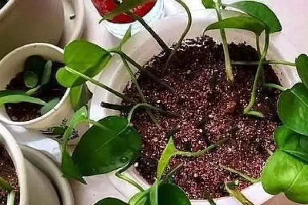 绿萝盆栽的养护方法有哪些 ,绿萝盆栽夏季如何养护插图4 绿萝盆栽的养护方法有哪些 ,绿萝盆栽夏季如何养护插图4