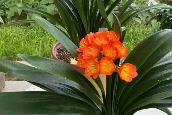 君子兰在低温下的存活情况 ,君子兰在零下 2 度会被冻死吗?插图1 君子兰在低温下的存活情况 ,君子兰在零下 2 度会被冻死吗?插图1