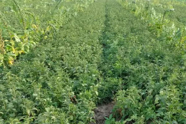 图片[2]-种植白术的风险和应对？种植白术需关注哪些潜在问题？-会东网