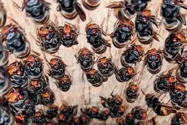 如何防止蜜蜂的天敌胡蜂,可人工捕杀或诱杀插图1 如何防止蜜蜂的天敌胡蜂,可人工捕杀或诱杀插图1