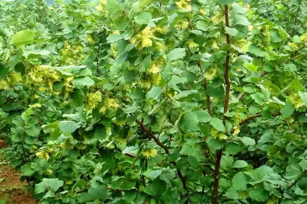 了解榛子的方法和重点？养猪与周边经济作物有哪些关联细节？插图8