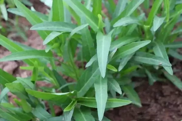 空心菜的亩产量 ,空心菜一般亩产多少斤左右呢?插图3 空心菜的亩产量 ,空心菜一般亩产多少斤左右呢?插图3