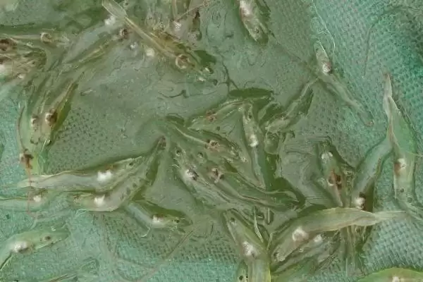 图片[4]-南美白对虾和中国对虾的差异大揭秘：外形和分布的不同之处-会东网