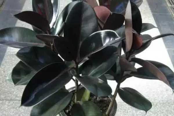 图片[6]-客厅适合摆放的植物 ,客厅适合摆放哪十种常见植物呢？-会东网