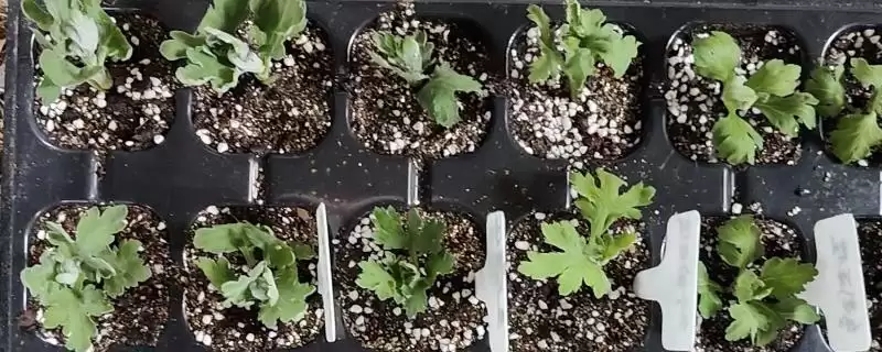 菊花的无性繁殖方法 ,菊花无性繁殖有哪些主要方式呢?-会东网