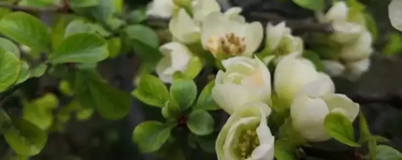 绿色海棠花属于什么品种 ,绿色海棠花是怎样的品种-会东网