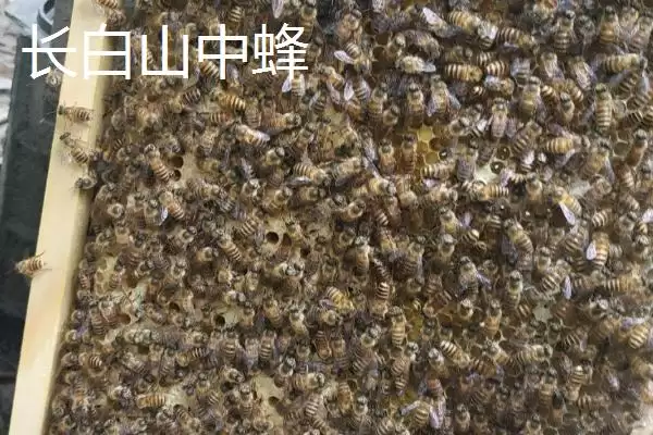 图片[11]-海南中蜂品种介绍，群势较小但具有较强的采集能力-会东网