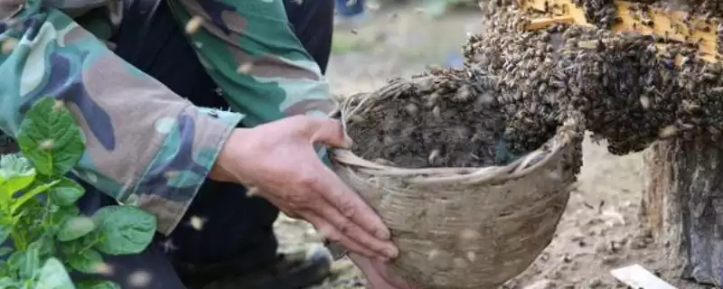 蜜蜂分蜂后还有几个王台怎么办,根据群势采取不同措施-会东网