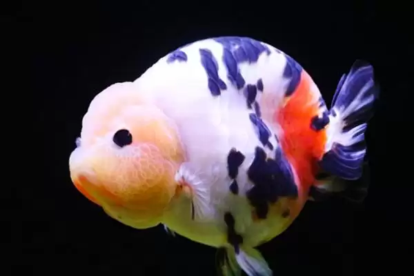 兰寿缸的工具鱼选择 ,兰寿缸选清道夫等鱼有何好处?插图4 兰寿缸的工具鱼选择 ,兰寿缸选清道夫等鱼有何好处?插图4