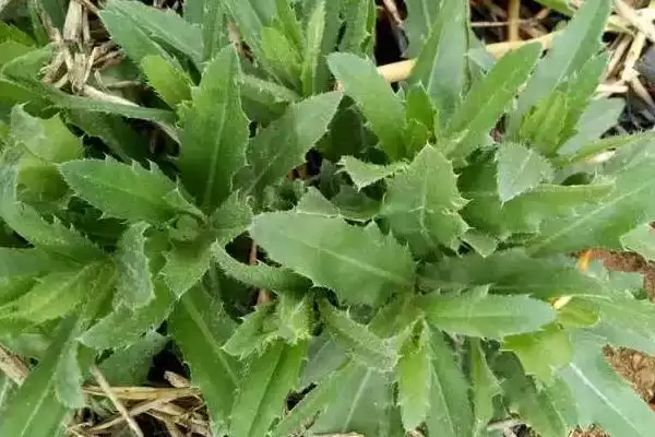 图片[4]-小蓟植物属性的要点和解读？解读小蓟植物属性需注意什么？-会东网