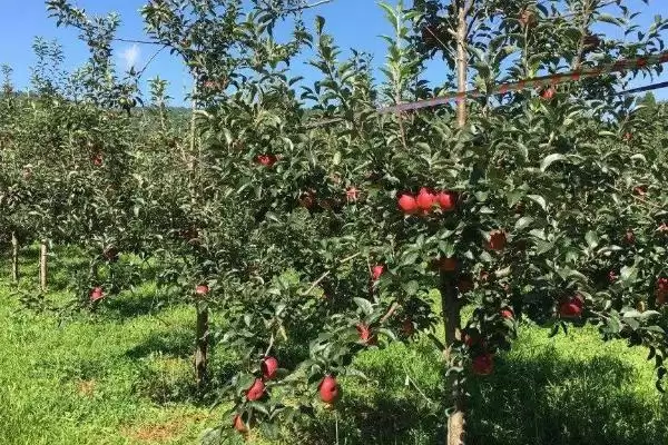 苹果的种植方法,定植后要及时整形、环割插图2 苹果的种植方法,定植后要及时整形、环割插图2