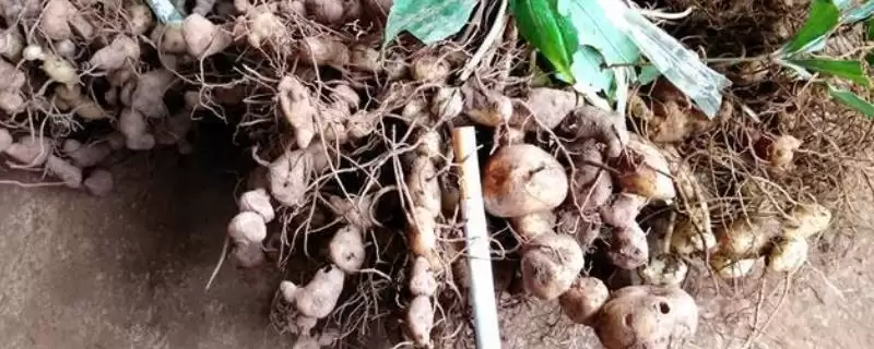 了解野生鸡头参价格的方法和重点？养鸡要做好哪些中药材产业关联？-会东网