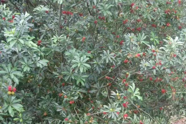 图片[5]-种植杨梅的方法和重点？种植杨梅要做好哪些细节？-会东网
