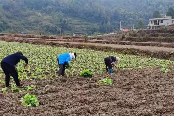 培育油菜壮苗的要素，播种后要时常浇水保湿插图3