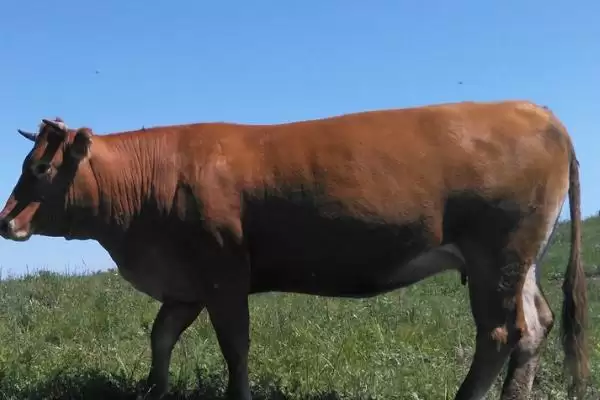 牛二层皮覆膜的真相：喷涂或覆上PVC的工艺解析插图3