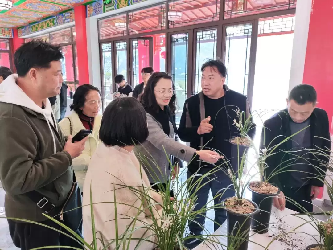 会东首届兰花交流会：兰韵雅集，共话文化新篇插图1