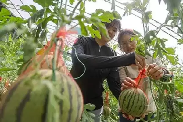 防治西瓜裂瓜的方法和重点？种西瓜要做好哪些细节防裂瓜？插图3